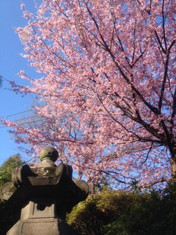 桜にうっとり♪