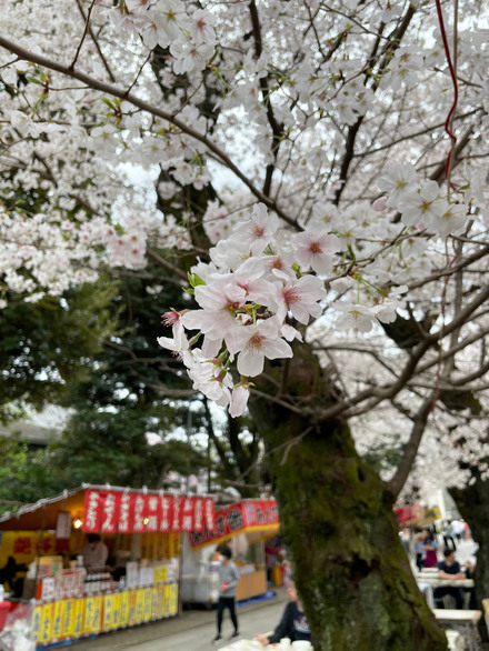 法明寺 桜祭り