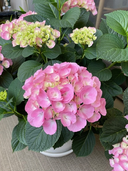 紫陽花250528-1 紫陽花250528-1