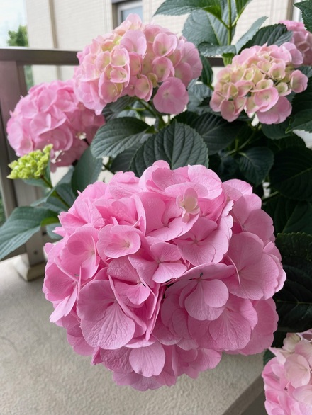 紫陽花250604