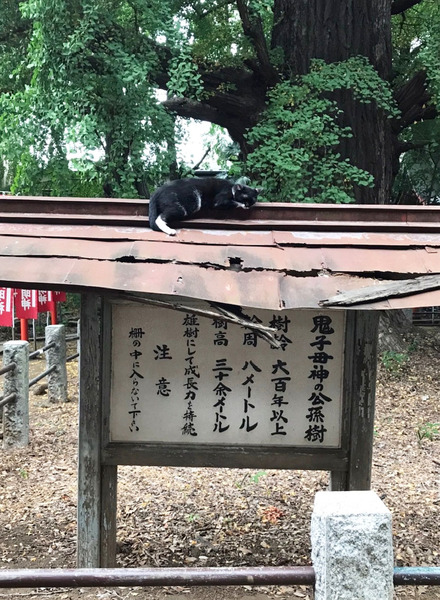 猫鬼子母神2 猫鬼子母神2
