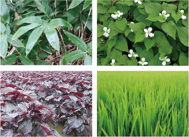 日本の風土が育んだ機能性に優れる植物たち
