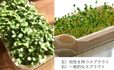 スプラウト比較