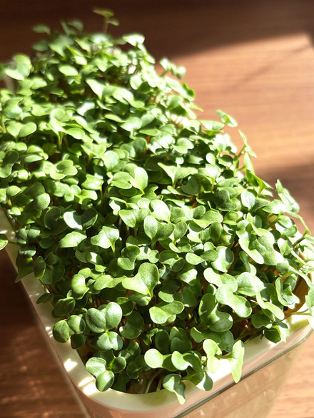 “知性を持つスプラウト”で絶賛解毒中！